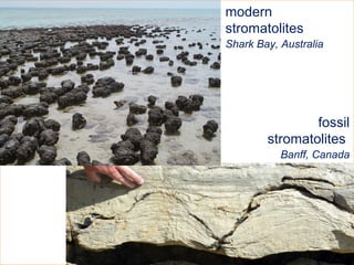 fossil
stromatolites
Banff, Canada
modern
stromatolites
Shark Bay, Australia
 