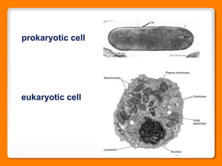 eukaryotic cell
prokaryotic cell
 