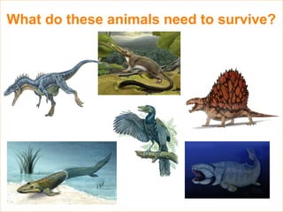 What do these animals need to survive?
 