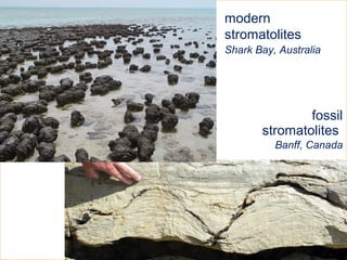 fossil
stromatolites
Banff, Canada
How do we know?
modern
stromatolites
Shark Bay, Australia
 