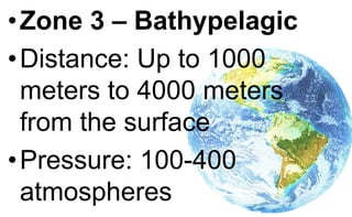 •Zone 3 – Bathypelagic
•Distance: Up to 1000
meters to 4000 meters
from the surface
•Pressure: 100-400
atmospheres
 