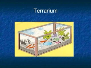 Terrarium
 