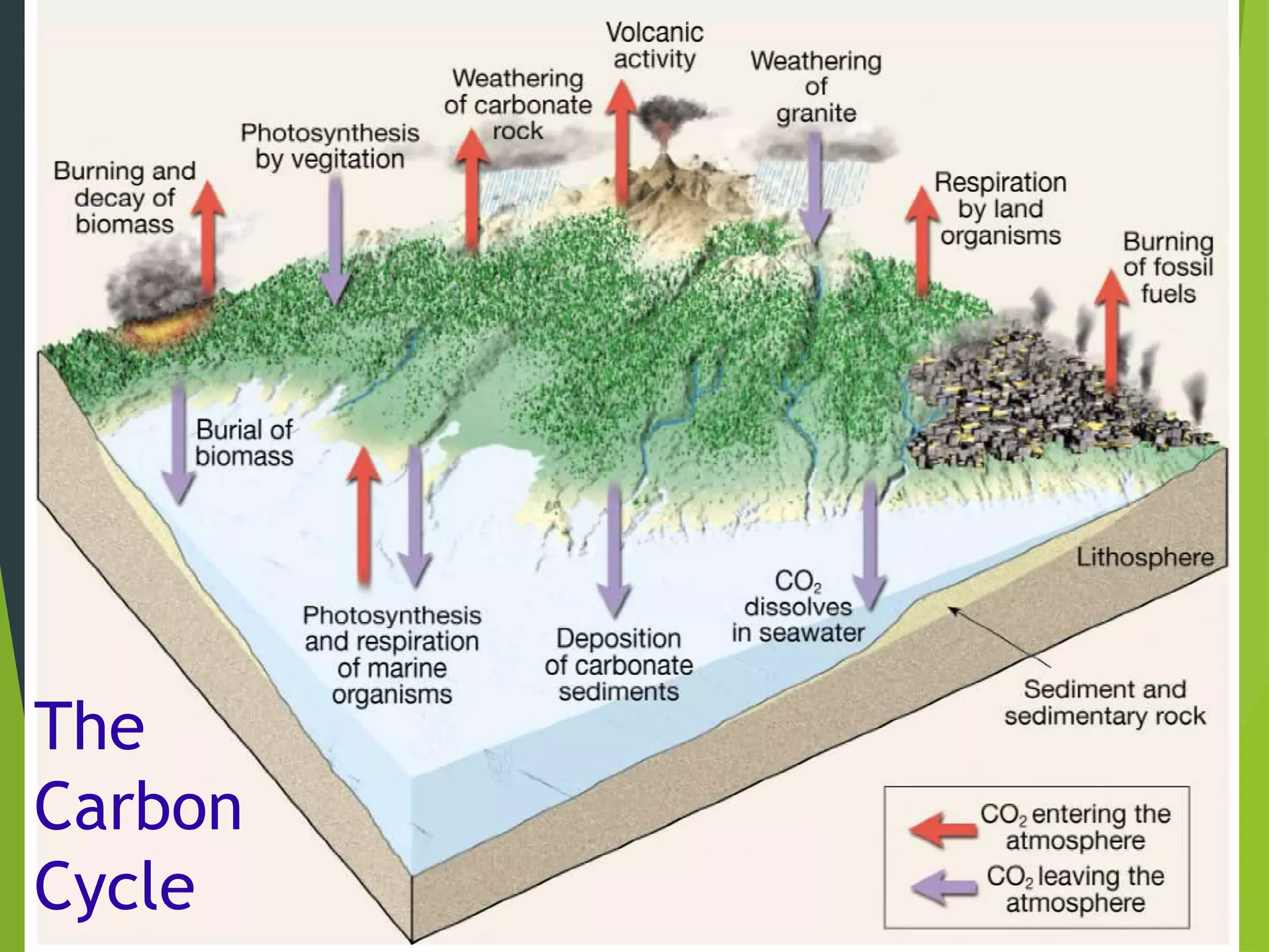The
Carbon
Cycle
 