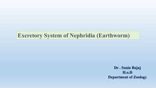 Excretory System of Nephridia (Earthworm)
Dr . Sonia Bajaj
H.o.D
Department of Zoology
 