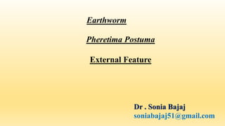 Earthworm
Pheretima Postuma
External Feature
Dr . Sonia Bajaj
soniabajaj51@gmail.com
 