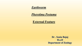 Earthworm
Pheretima Postuma
External Feature
Dr . Sonia Bajaj
H.o.D
Department of Zoology
 