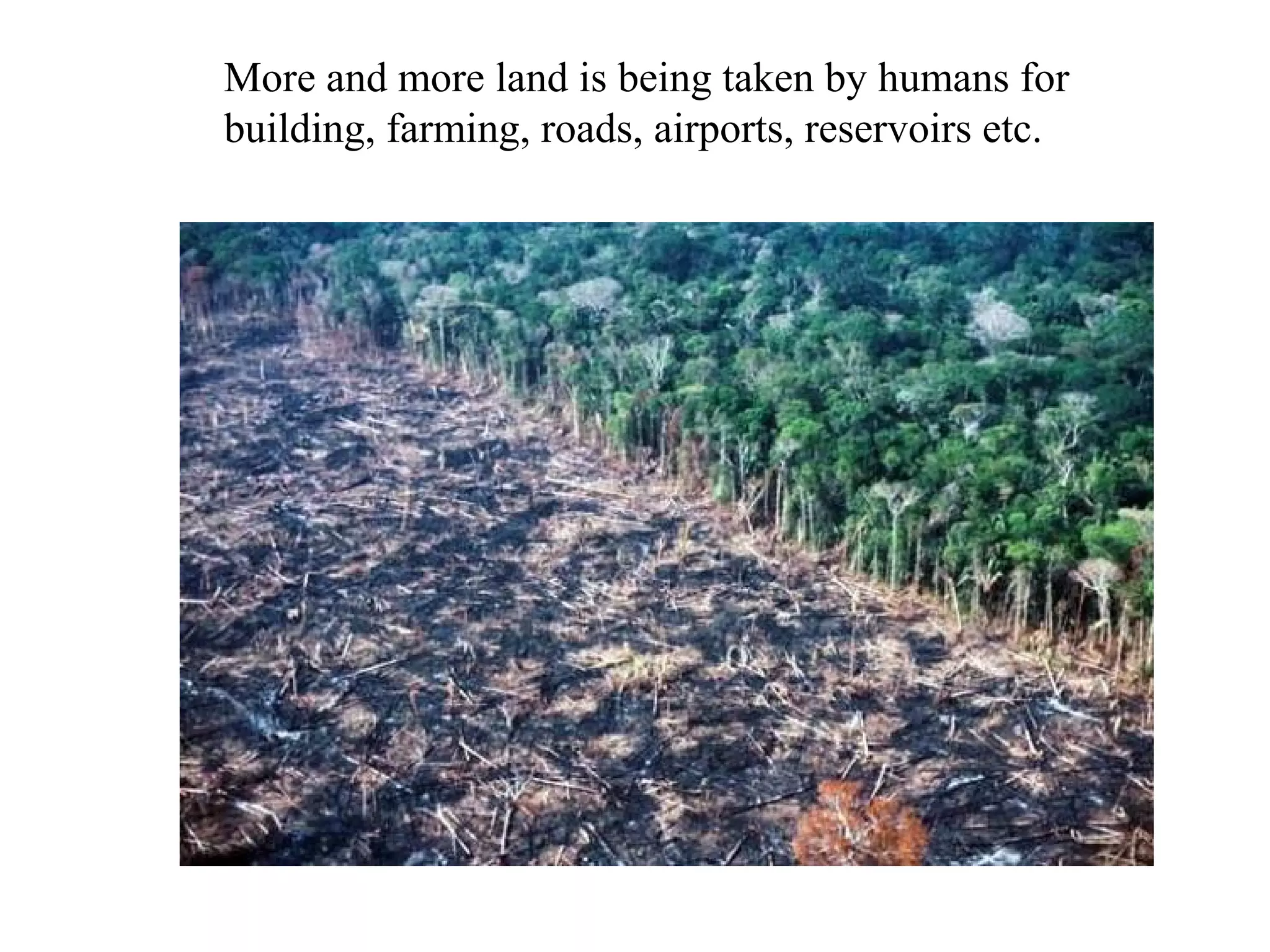 More and more land is being taken by humans for
building, farming, roads, airports, reservoirs etc.
 