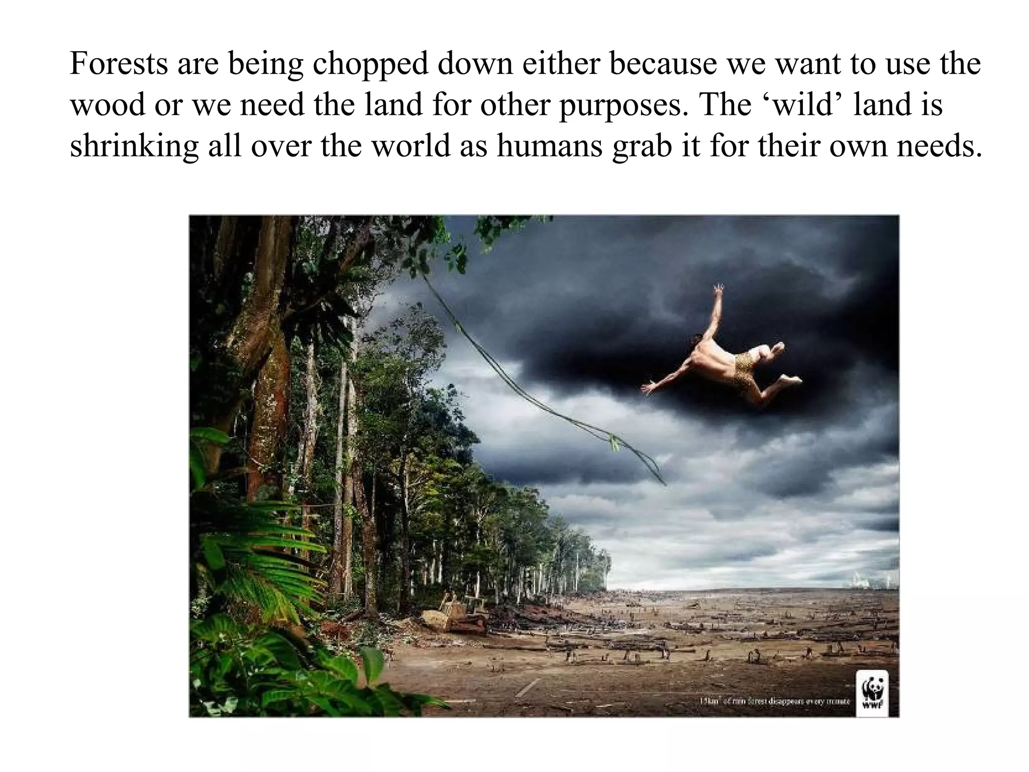 Forests are being chopped down either because we want to use the
wood or we need the land for other purposes. The ‘wild’ land is
shrinking all over the world as humans grab it for their own needs.
 