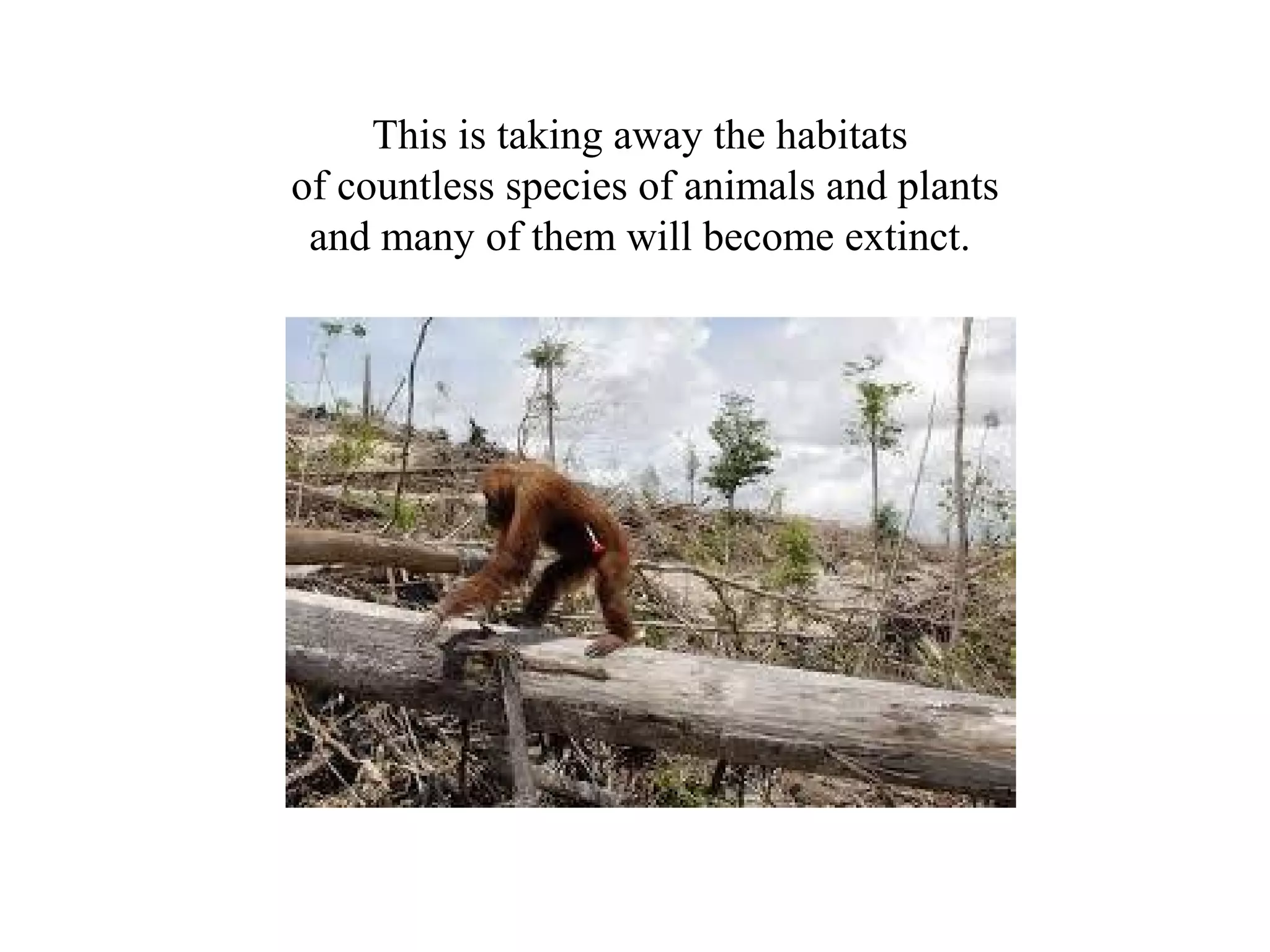 This is taking away the habitats
of countless species of animals and plants
 and many of them will become extinct.
 