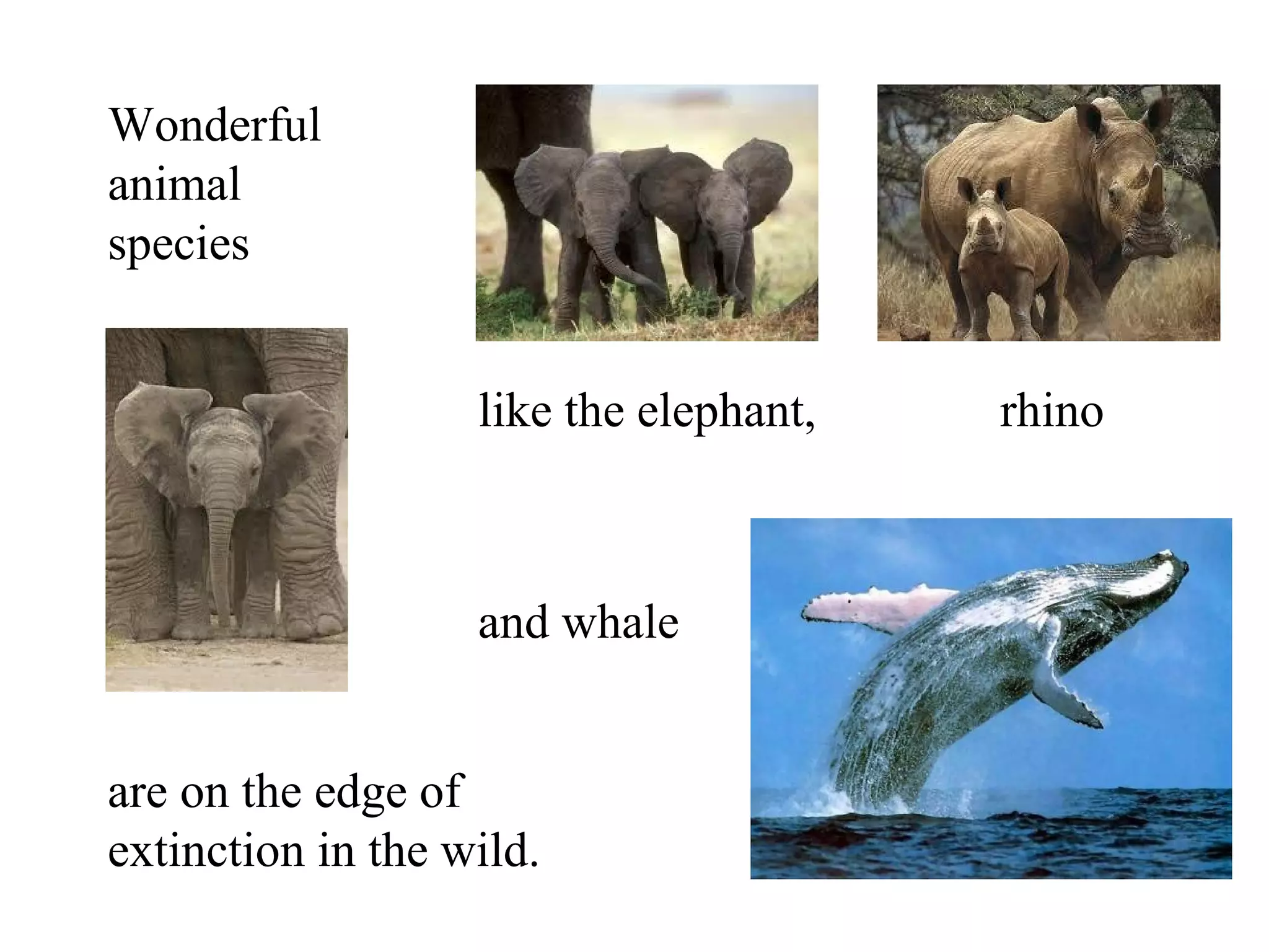 Wonderful
animal
species


                   like the elephant,   rhino



                   and whale


are on the edge of
extinction in the wild.
 
