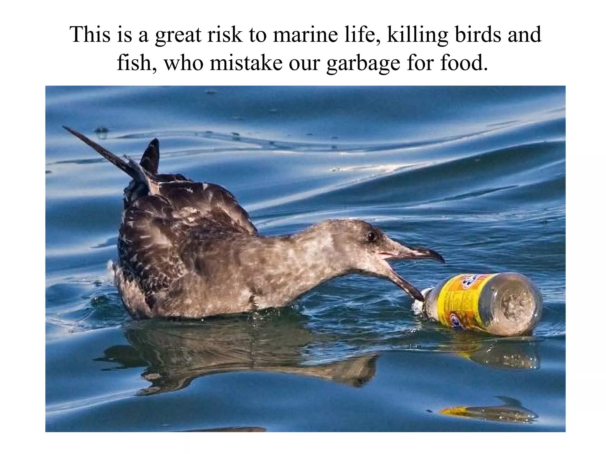 This is a great risk to marine life, killing birds and
     fish, who mistake our garbage for food.
 