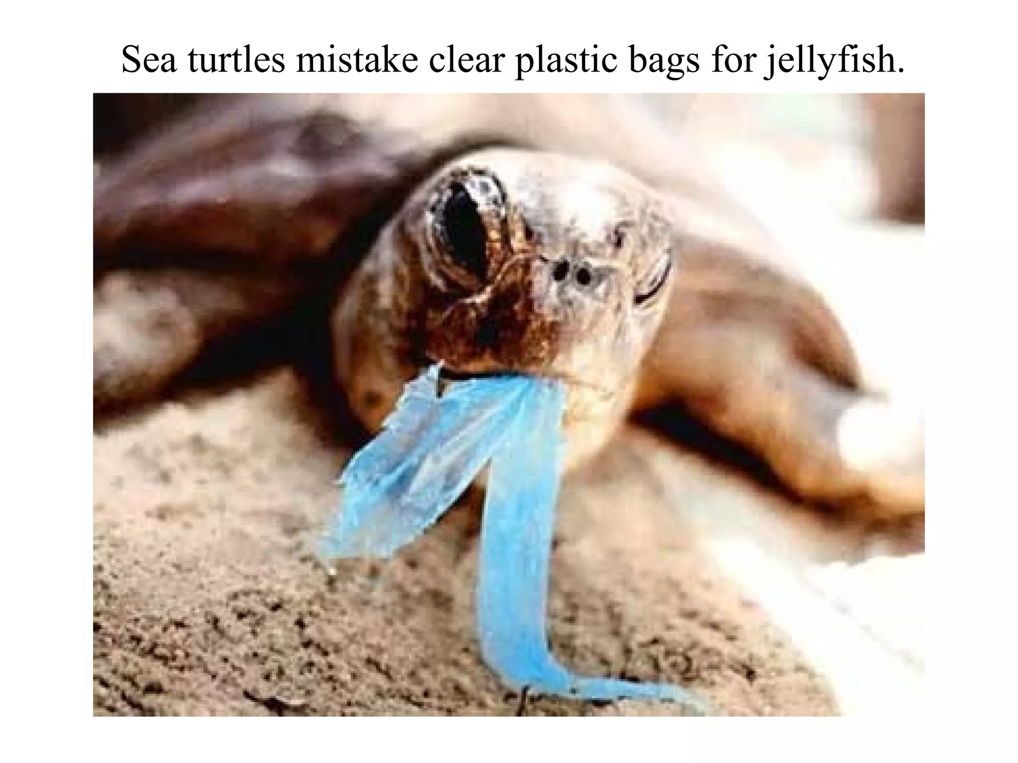 Sea turtles mistake clear plastic bags for jellyfish.
 