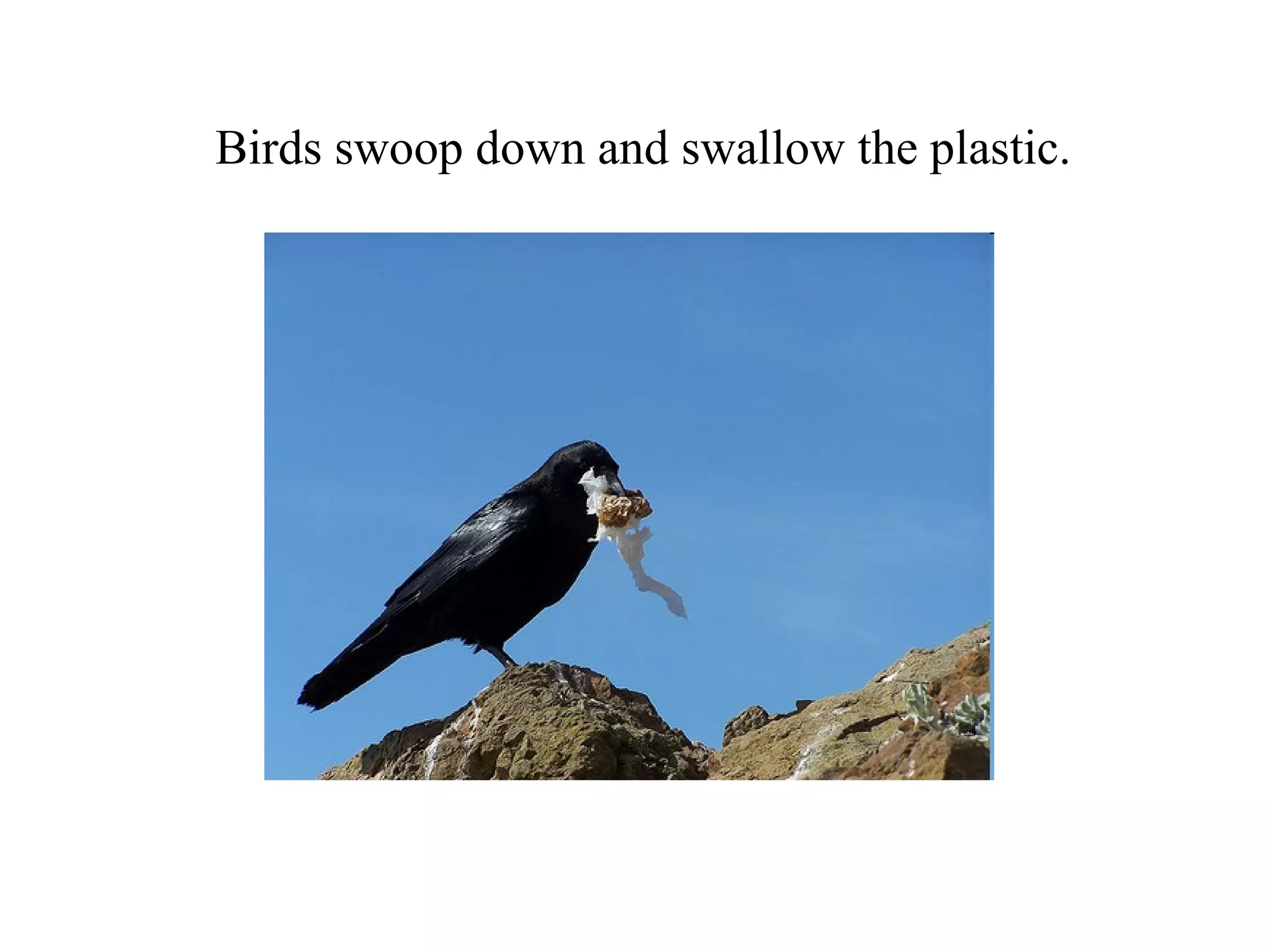 Birds swoop down and swallow the plastic.
 
