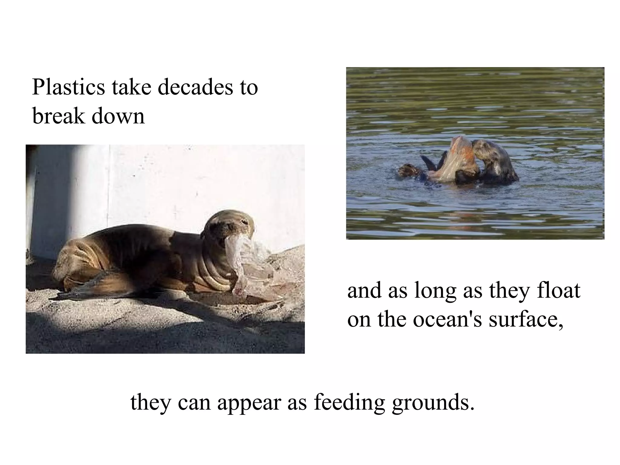 Plastics take decades to
break down




                               and as long as they float
                               on the ocean's surface,


          they can appear as feeding grounds.
 