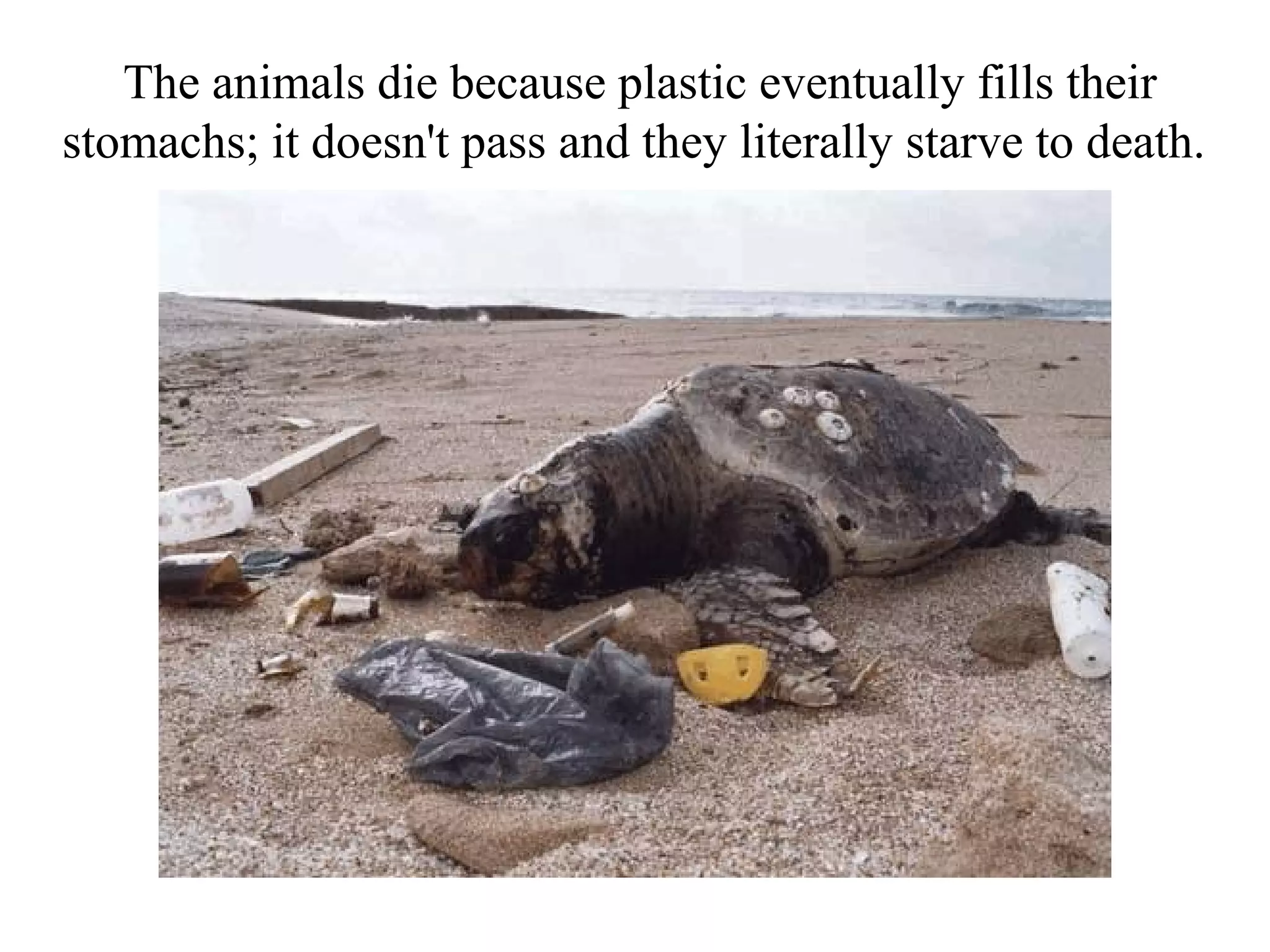 The animals die because plastic eventually fills their
stomachs; it doesn't pass and they literally starve to death.
 