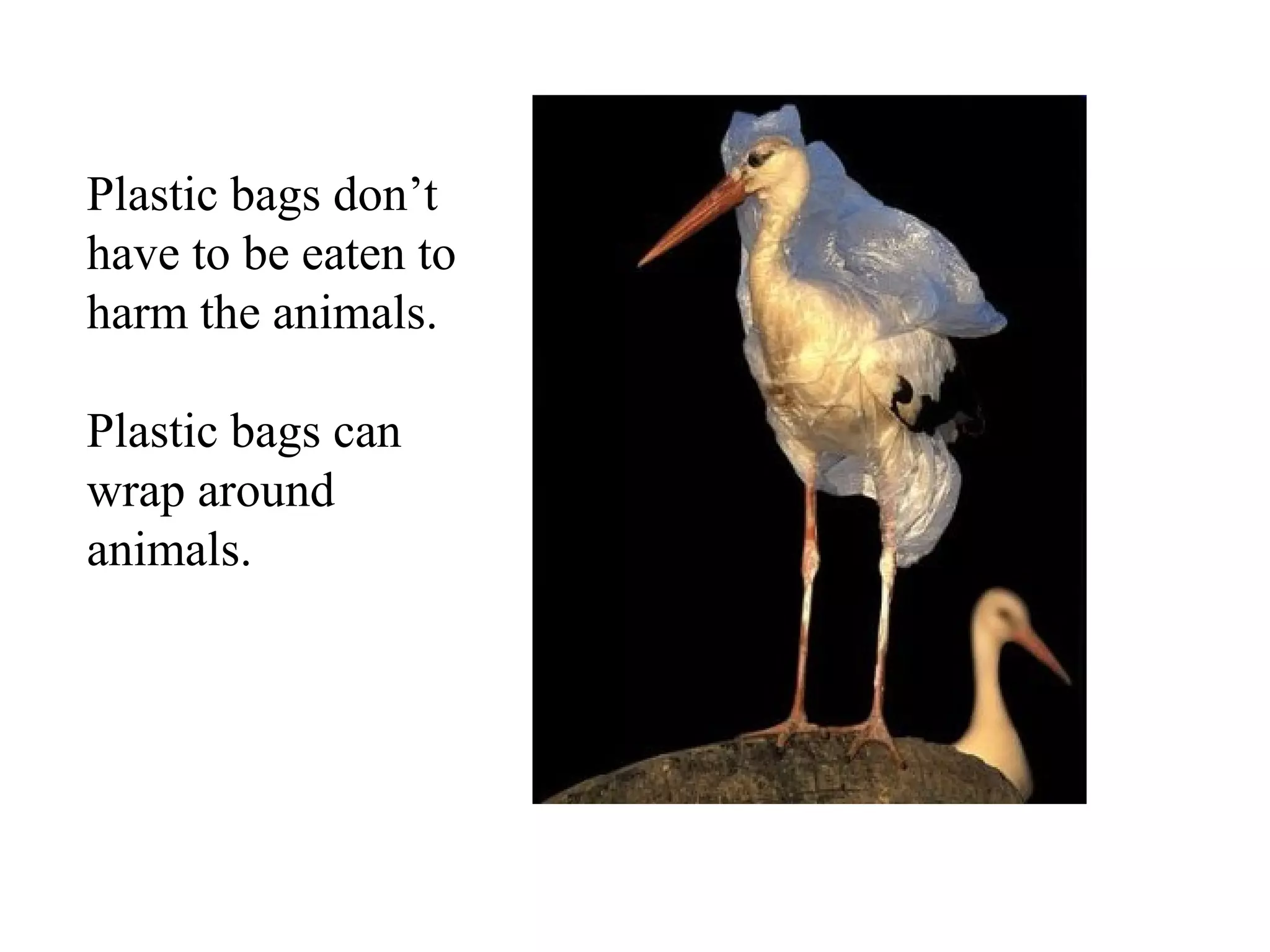 Plastic bags don’t
have to be eaten to
harm the animals.

Plastic bags can
wrap around
animals.
 