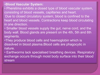 •Blood Vascular System:
• Pheretima exhibits a closed type of blood vascular system,
consisting of blood vessels, capillaries and heart.
 Due to closed circulatory system, blood is confined to the
heart and blood vessels. Contractions keep blood circulating
in one direction.
• Smaller blood vessels supply the gut, nerve cord, and the
body wall. Blood glands are present on the 4th, 5th and 6th
segments.
•They produce blood cells and haemoglobin which is
dissolved in blood plasma.Blood cells are phagocytic in
nature.
• Earthworms lack specialised breathing devices. Respiratory
exchange occurs through moist body surface into their blood
stream
 