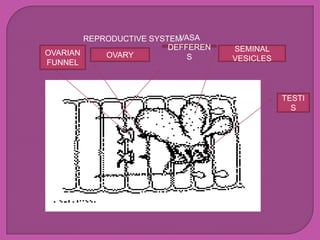REPRODUCTIVE SYSTEMVASA
                         DEFFEREN   SEMINAL
OVARIAN     OVARY            S      VESICLES
FUNNEL



                                               TESTI
                                                 S
 