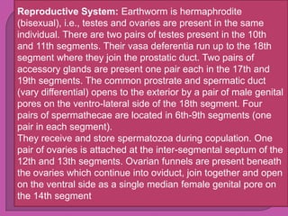 Reproductive System: Earthworm is hermaphrodite
(bisexual), i.e., testes and ovaries are present in the same
individual. There are two pairs of testes present in the 10th
and 11th segments. Their vasa deferentia run up to the 18th
segment where they join the prostatic duct. Two pairs of
accessory glands are present one pair each in the 17th and
19th segments. The common prostrate and spermatic duct
(vary differential) opens to the exterior by a pair of male genital
pores on the ventro-lateral side of the 18th segment. Four
pairs of spermathecae are located in 6th-9th segments (one
pair in each segment).
They receive and store spermatozoa during copulation. One
pair of ovaries is attached at the inter-segmental septum of the
12th and 13th segments. Ovarian funnels are present beneath
the ovaries which continue into oviduct, join together and open
on the ventral side as a single median female genital pore on
the 14th segment
 