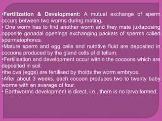 •Fertilization & Development: A mutual exchange of sperm
occurs between two worms during mating.
• One worm has to find another worm and they mate juxtaposing
opposite gonadal openings exchanging packets of sperms called
spermatophores.
•Mature sperm and egg cells and nutritive fluid are deposited in
cocoons produced by the gland cells of clitellum.
•Fertilisation and development occur within the cocoons which are
deposited in soil.
•the ova (eggs) are fertilised by tholds the worm embryos.
•After about 3 weeks, each cocoon produces two to twenty baby
worms with an average of four.
• Earthworms development is direct, i.e., there is no larva formed.
 
