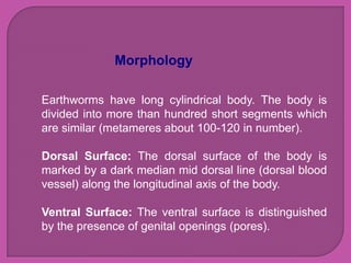 Morphology

Earthworms have long cylindrical body. The body is
divided into more than hundred short segments which
are similar (metameres about 100-120 in number).

Dorsal Surface: The dorsal surface of the body is
marked by a dark median mid dorsal line (dorsal blood
vessel) along the longitudinal axis of the body.

Ventral Surface: The ventral surface is distinguished
by the presence of genital openings (pores).
 