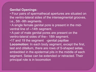 Genital Openings:
• Four pairs of spermathecal apertures are situated on
the ventro-lateral sides of the intersegmental grooves,
i.e., 5th -9th segments.
• A single female genital pore is present in the mid-
ventral line of --14th segment.
• A pair of male genital pores are present on the
ventro-lateral sides of the-- 18th segment.
•17 and 19 the segment -genital papillae
Locomotion: In each body segment, except the first,
last and clitellum, there are rows of S-shaped setae,
embedded in the epidermal pits in the middle of each
segment. Setae can be extended or retracted. Their
principal role is in locomotion
 