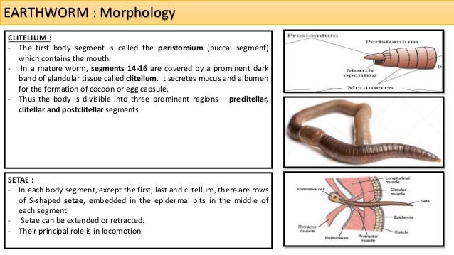 Earthworm