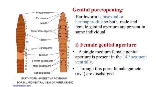 Detail study of Earthworm for class 11 NEB B | PPTX | Geography | Science