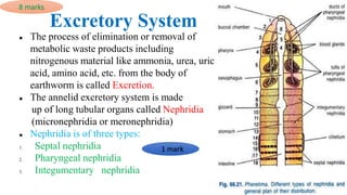 Detail study of Earthworm for class 11 NEB B | PPTX