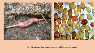 Earthworm reproduction | PPTX