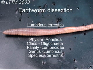 Earthworm dissection

   Lumbricus terrestris


    Phylum -Annelida
   Class - Oligochaeta
   Family -Lumbricidae
    Genus -Lumbricus
    Species - terrestris
 