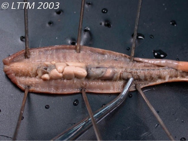 DISSECTION OF EARTHWORM PDF DOWNLOAD DISSECTION OF EARTHWORM PDF DOWNLOAD