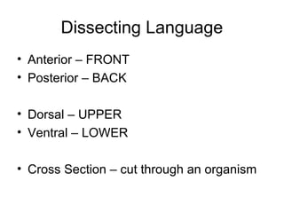 Dissecting Language
• Anterior – FRONT
• Posterior – BACK
• Dorsal – UPPER
• Ventral – LOWER
• Cross Section – cut through an organism
 