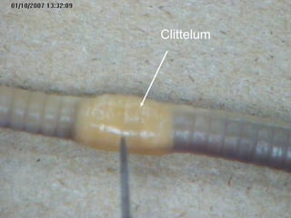 Clittelum
 