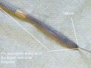 Mouth
Pin your worm at the tip of
the mouth and at its
midpoint.
 