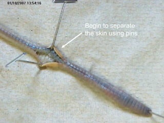 Begin to separate
the skin using pins
 