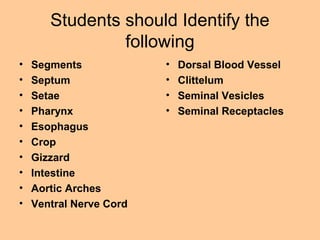 Students should Identify the
following
• Segments
• Septum
• Setae
• Pharynx
• Esophagus
• Crop
• Gizzard
• Intestine
• Aortic Arches
• Ventral Nerve Cord
• Dorsal Blood Vessel
• Clittelum
• Seminal Vesicles
• Seminal Receptacles
 