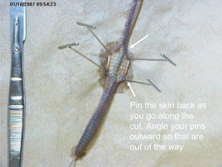 Pin the skin back as
you go along the
cut. Angle your pins
outward so that are
out of the way.
 