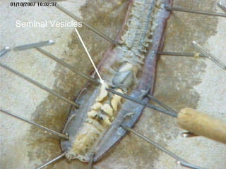 Seminal Vesicles
 