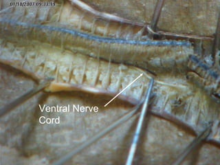 Ventral Nerve
Cord
 
