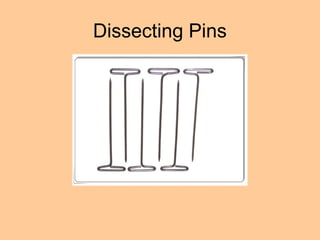 Dissecting Pins
 