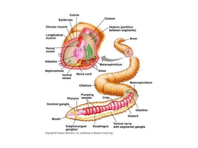 Dissection Of Earthworm With Diagram Zoology