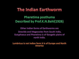Indian Earthworm (Pheretima posthuma)ppt.pdf