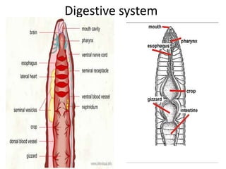 Earthworm presentation | PPTX