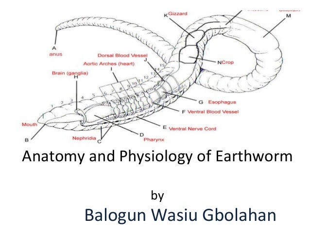 Earthworm Anatomy Earthworm Anatomy