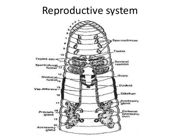 Earthworm Respiratory System Diagram Image collections 