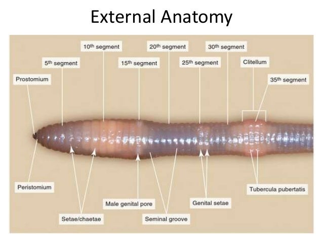 earthworm exterior parts earthworm presentation earthworm exterior parts earthworm presentation