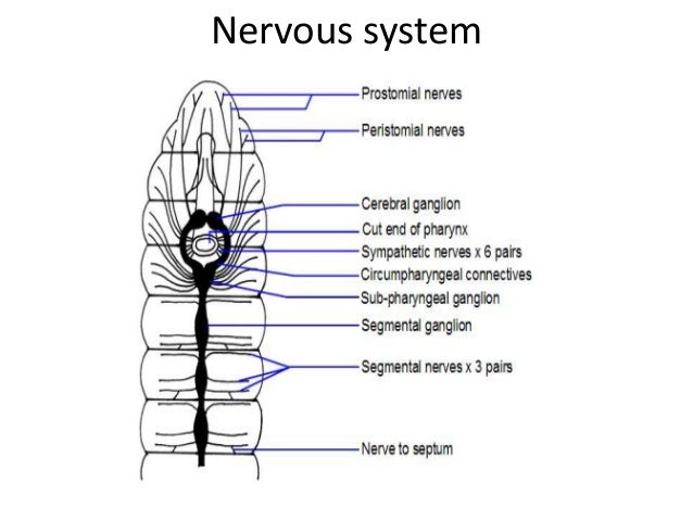 earthworm dissection nervous system diagram of nervous system of earthworm gallery how to earthworm dissection nervous system diagram of nervous system of earthworm gallery how to