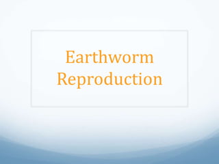 Earthworm
Reproduction
 