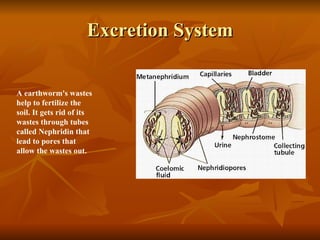 Earthworms[1] | PPT